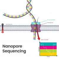 Introducing Long Read Sequencing | Isohelix